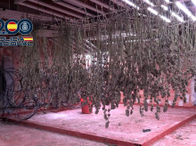 espana/20260824/policia-nacional-desmantela-plantacion-1814-plantas-marihuana-vivienda-fortuna_451661