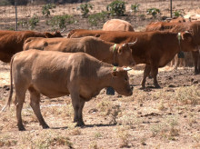 espana/castilla-la-mancha/20260826/guadalajara-despliega-escudo-invisible-contra-lobo-incendios-proteger-rebanos_452088