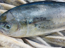 espana/baleares/20260825/este-pescado-cuya-veda-abre-hoy-baleares-mueve-600000-euros_452064