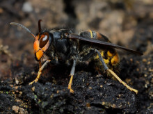 sociedad/sociedad-medio-ambiente/20260826/empresas-sanidad-ambiental-alertan-expansion-avispa-velutina-aumento-garrapatas-mosquitos_452275