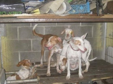 espana/madrid/20260827/investigan-propietarios-escuela-canina-madrid-presunto-maltrato-animal_452626