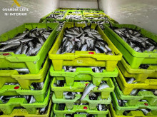 espana/galicia/20260828/nuevo-golpe-contra-furtivismo-intervienen-2500-kilos-sardina-cangas_453048