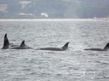 espana/galicia/20260830/orcas-vuelven-carga-galicia-dejan-timon-velero-cinco-tripulantes-bordo_453441