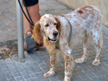 espana/baleares/20260831/seis-meses-carcel-maltratar-perra-enferma-arrojarla-vivo-contenedor_453855