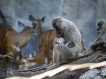 espana/comunidad-valenciana/20260901/dia-mundial-primates-bioparcreivindica-importancia-conocerlos-protegerlos_453996