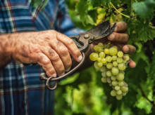 espana/castilla-la-mancha/20260902/sequia-pasa-factura-vinedo-castilla-mancha-deja-cosecha-19-millones-hectolitros_454198
