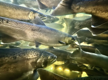 sociedad/sociedad-medio-ambiente/20260902/enturbiar-aguas-hace-peces-sean-sociables-segun-estudio_454486