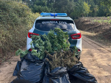 espana/galicia/20260902/conexion-ilegal-luz-extractores-asi-camuflaba-vecino-meis-cultivo-marihuana_454527