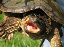 espana/castilla-la-mancha/20260902/aparece-tortuga-caiman-originaria-estados-unidos-casa-almansa_454588