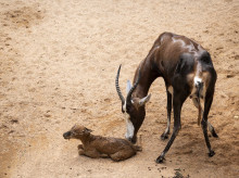 espana/comunidad-valenciana/20260903/visitantes-bioparc-valencia-graban-directo-viven-nacimiento-singular-antilope_454836