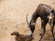espana/comunidad-valenciana/20260903/visitantes-bioparc-valencia-graban-directo-viven-nacimiento-singular-antilope_454836