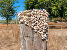 campo-y-caza/20260907/estivacion_454992