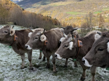 espana/galicia/20260906/rumi-collar-inteligente-vacas-ideado-lugo-revoluciona-campo-conquista-bruselas_455016