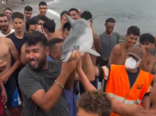 sociedad/sociedad-medio-ambiente/20260904/organizacion-conservacionista-denuncia-muerte-violenta-cria-delfin-playa-ceuti-trampolin_455385