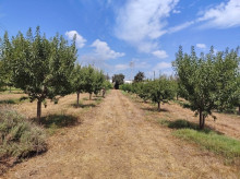espana/baleares/20260907/mallorca-examina-almendro-futuro-producir-bien-cuando-hay-menos-agua_456079