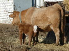 campo-y-caza/20260907/bloqueo-carne-brasil-aumenta-desconfianza-mercosur-deberia-extenderse-todos-paises_456062