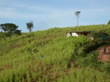 sociedad/20260910/colombia-hara-pruebas-cuestionado-herbicida-retomar-fumigacion-narcocultivos_457293