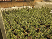 espana/castilla-la-mancha/20260910/plantacion-indoor-585-plantas-talavera-reina-16500-euros-defraudados-tendido-electrico_457433