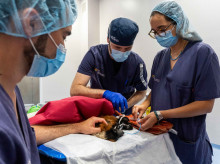 espana/comunidad-valenciana/20260914/bioparc-valencia-universidad-ceu-uch-le-devuelven-vision-lemur-peligro-extincion_458361