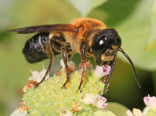 sociedad/sociedad-medio-ambiente/20260914/arboles-ornamentales-exoticos-favorecen-invasion-abeja-gigante_458602