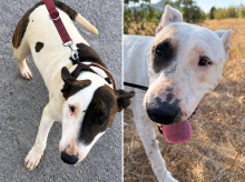 espana/baleares/20260917/ibiza-suma-140000-euros-multas-abandono-animal-solo-ano_460032