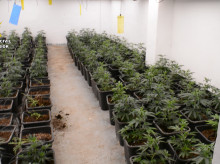 espana/comunidad-valenciana/20260918/guardia-civil-prueba-nuevo-metodo-localizar-plantaciones-marihuana-aliado-infalible_460074
