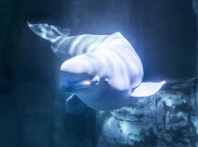 espana/comunidad-valenciana/20260918/muere-forma-repentina-oceanografic-valencia-belugas-rescatadas-canada_460101