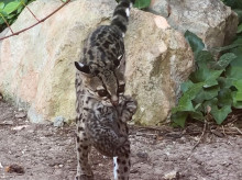 espana/comunidad-valenciana/20260918/terra-natura-benidorm-logra-primera-vez-reproduccion-margay-pequeno-felino-amenazado-america-latina_460189