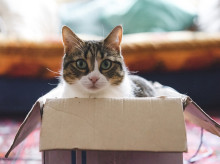 ciencia/20260921/cientificos-descienden-1400-metros-investigar-misterio-gato-schrodinger_460883