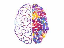 salud-y-bienestar/salud/20260922/cerebro-esta-compuesto-dos-organos-separados-hallazgo-cambia-sabia-sobre-desarrollo_460966