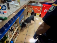 espana/la-voz-de-cordoba/actualidad/20260923/desmantelada-cordoba-caceres-red-trata-obligaba-victimas-prostituirse-24-horas_461845