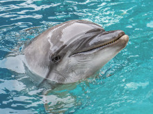espana/comunidad-valenciana/20260924/muere-oceanografic-valencia-echo-delfinas-rescatadas-canada_462431