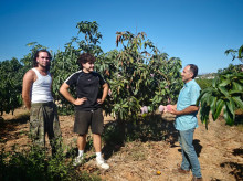 espana/andalucia/malaga/20260927/paco-agricultor-lleva-40-anos-domando-mango-malaga-baja-produccion-mejora-sabor_462289