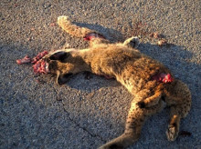 espana/castilla-la-mancha/20260925/millones-salvar-lince-dos-ejemplares-muertos-semanas-mismo-punto-n420_462752