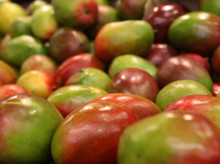 campo-y-caza/20260926/mango-espanol-vende-solo-hay-vigilar-importaciones-brasil-nuestra-calidad-unica_462775