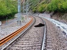 sociedad/20260926/muere-oso-pardo-arrollado-tren-campoo-enmedio-cantabria_463095