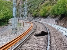 sociedad/20260926/muere-oso-pardo-atropellado-tren-altura-localidad-cantabra-caneda_463152