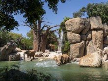 espana/comunidad-valenciana/20260927/bioparc-fuengirola-valencia-acuario-gijon-apuestan-turismo-conecta-naturaleza-contribuye-protegerla_463268