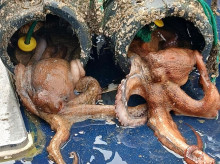 espana/galicia/20260927/guardacostas-incautan-150-kilos-pulpo-necoras-capturados-manera-ilegal_463331