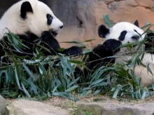 internacional/20260927/pareja-pandas-formada-ping-ping-fu-shang-estan-camino-nueva-casa-atlanta_463385