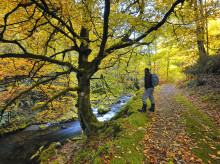 estilo-vida/viajar/20260929/asi-bosque-espana-brilla-otono-solo-admite-20-visitantes-dia_463535