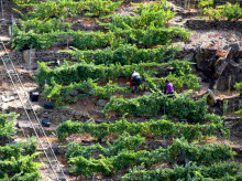 espana/galicia/20260928/buenas-noticias-do-ribeira-sacra-cierra-vendimia-54-millones-kilos-18_463709