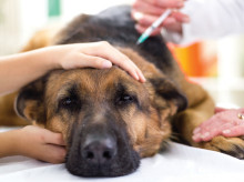 sociedad/20260930/perros-causan-99-transmisiones-rabia-humanos-hacer-ante-animal-contagiado_464379