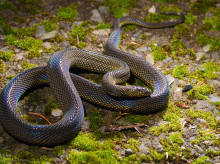 ciencia/20261002/estudiante-17-anos-paso-40-noches-buscando-serpiente-descubrio-nueva-especie-nunca-pense-rendirme_465027