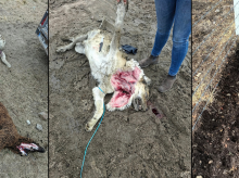 espana/castilla-y-leon/20261002/nuevo-ataque-lobo-salamanca-deja-siete-animales-muertos-entre-ellos-mastin-cuidaba-rebano_465408