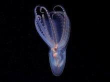 ciencia/20261002/expedicion-cientifica-descubre-57-nuevas-especies-casi-4000-metros-bajo-atlantico_465546