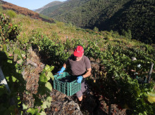 espana/galicia/20261004/galicia-recoge-uva-nunca-vendimia-alcanza-record-historico-785-millones-kilos_465874