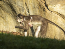 espana/comunidad-valenciana/20261006/nace-bioparc-valencia-primate-grave-peligro-extincion-capaz-comunicarse-ojos_466469