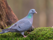 espana/madrid/20261009/justicia-suspende-caza-nueve-especies-aves-madrid_468118