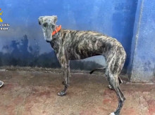 espana/andalucia/20261010/guardia-civil-rescata-ocho-galgos-competicion-sevilla-habian-sido-maltratados_468352